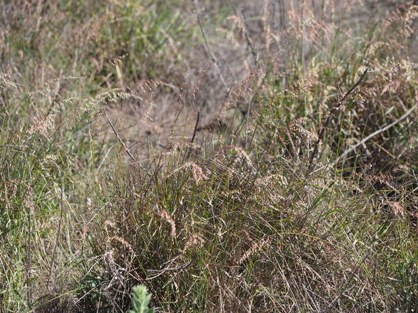 Ehrharta calycina Habit