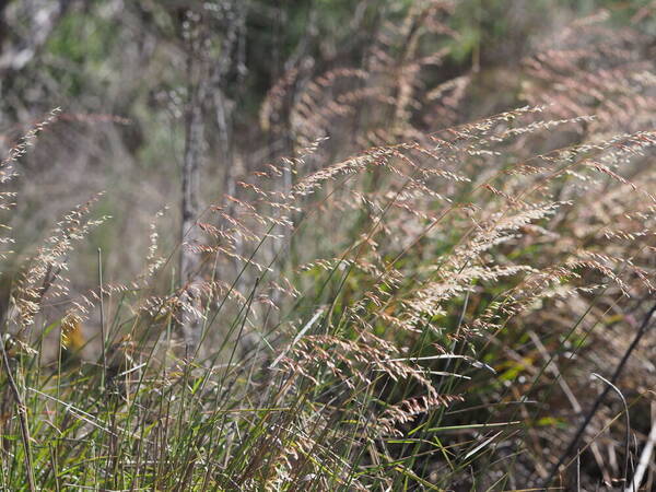 Ehrharta calycina Habit