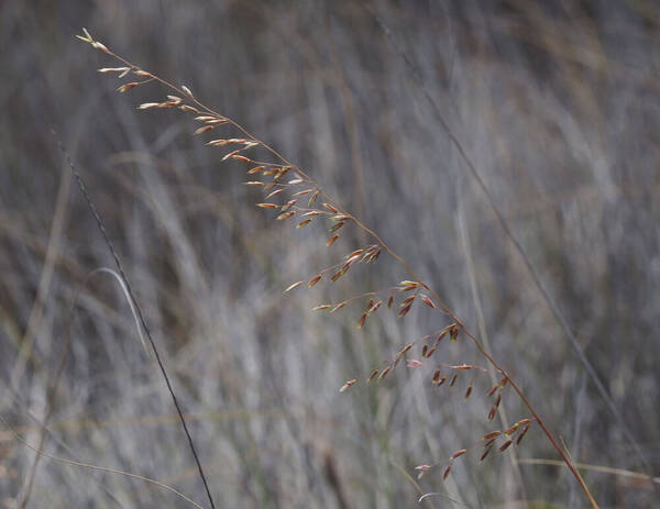 Ehrharta calycina Inflorescence