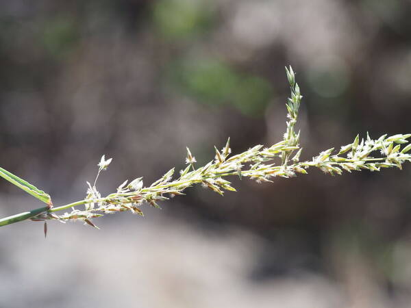 Ehrharta calycina Inflorescence