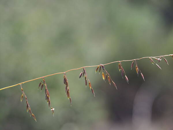 Ehrharta calycina Inflorescence