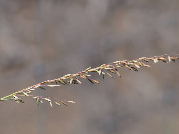 Ehrharta calycina Inflorescence