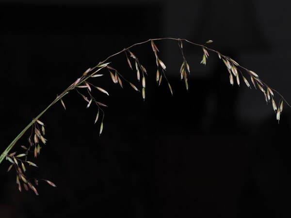 Ehrharta calycina Inflorescence