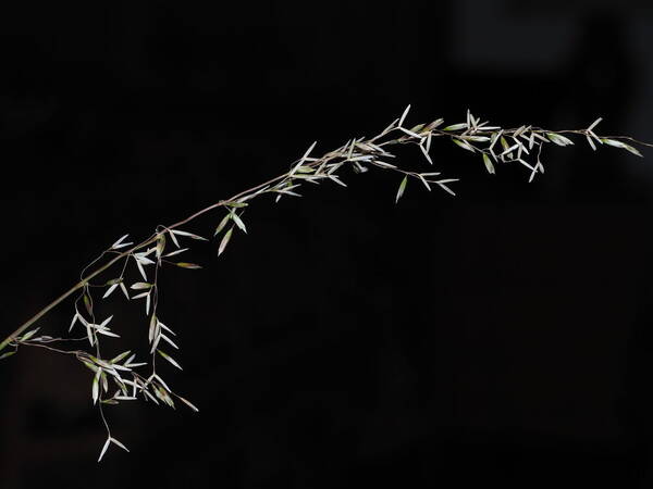 Ehrharta calycina Inflorescence