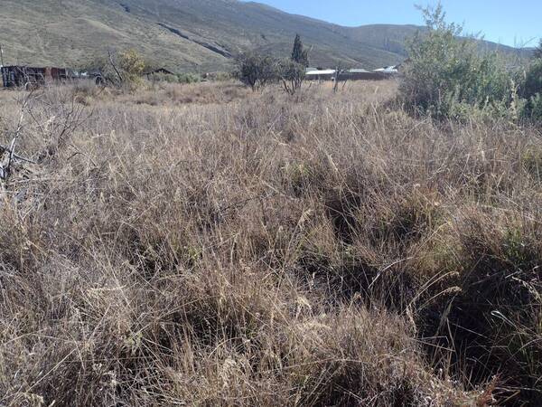 Ehrharta calycina Landscape