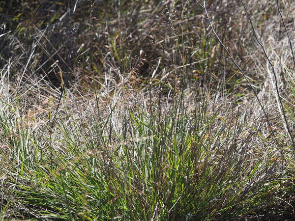 Ehrharta calycina Plant