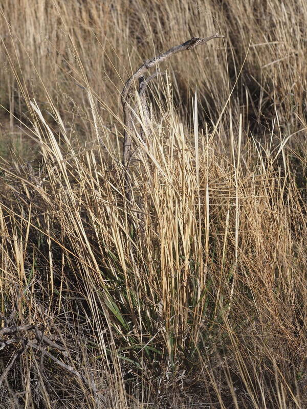 Ehrharta calycina Plant