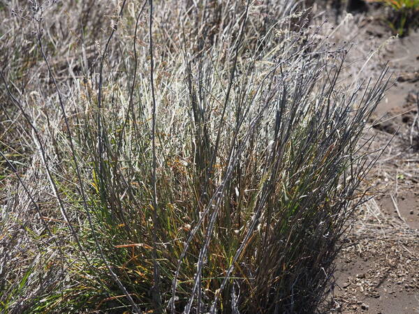 Ehrharta calycina Plant