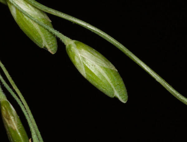 Ehrharta erecta Spikelets