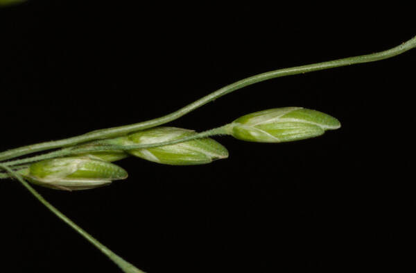 Ehrharta erecta Spikelets