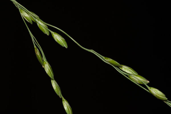 Ehrharta erecta Spikelets