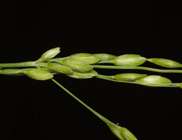 Ehrharta erecta Spikelets