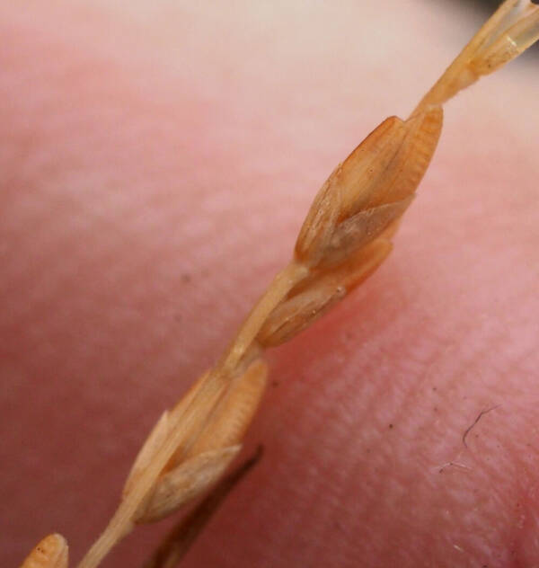 Ehrharta erecta Spikelets