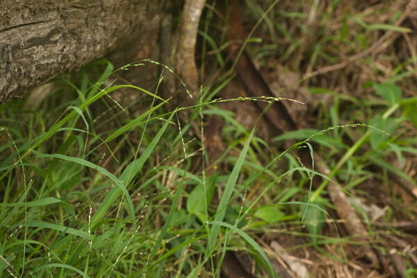 Ehrharta erecta Habit