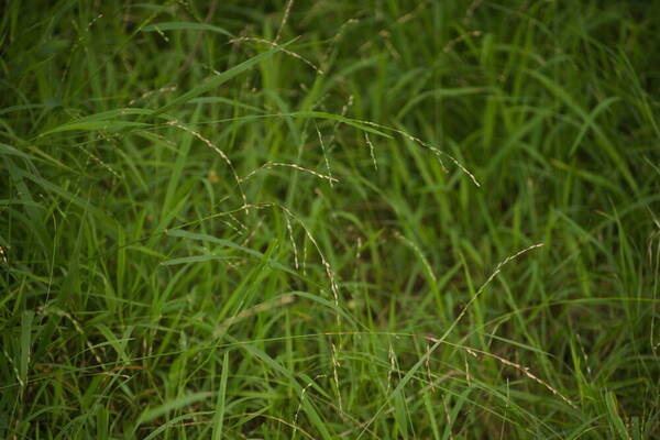 Ehrharta erecta Habit