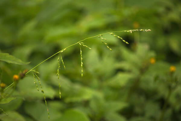 Ehrharta erecta Inflorescence