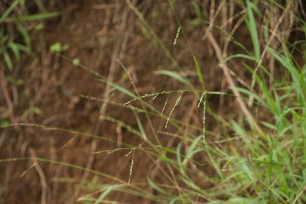 Ehrharta erecta Inflorescence