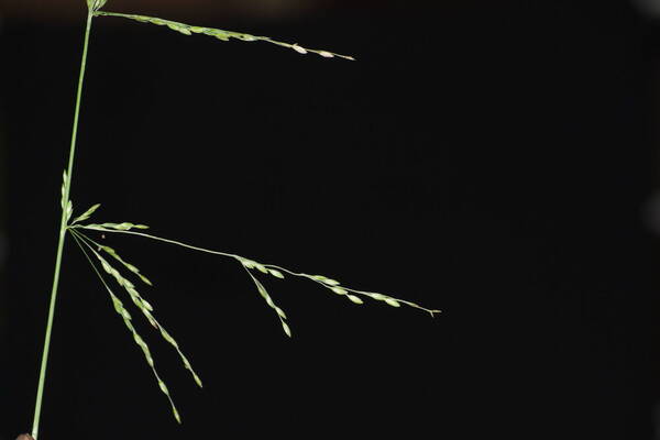 Ehrharta erecta Inflorescence