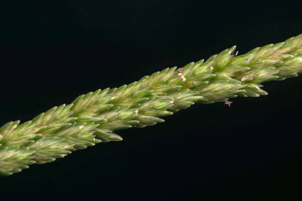 Eleusine indica Spikelets