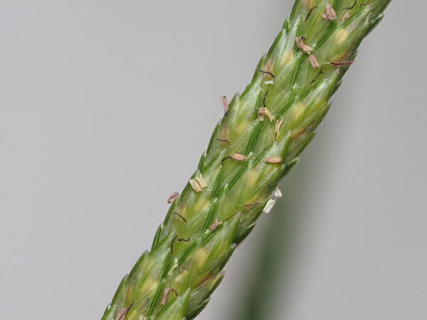 Eleusine indica Spikelets