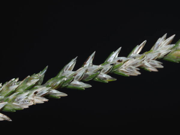 Eleusine indica Spikelets