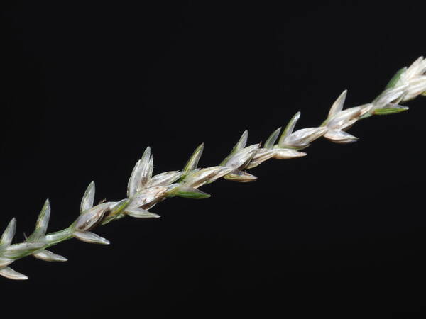 Eleusine indica Spikelets