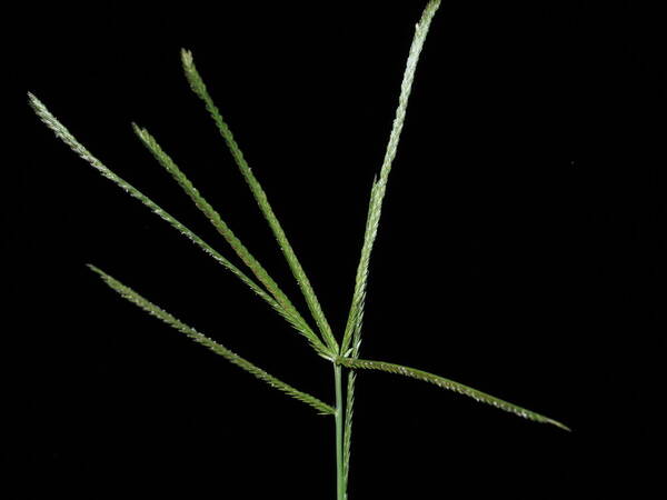 Eleusine indica Inflorescence