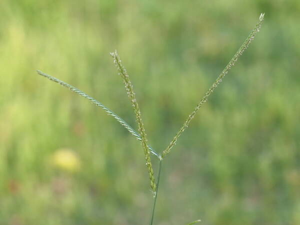 Eleusine indica Inflorescence