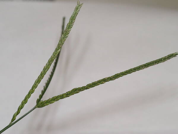 Eleusine indica Inflorescence