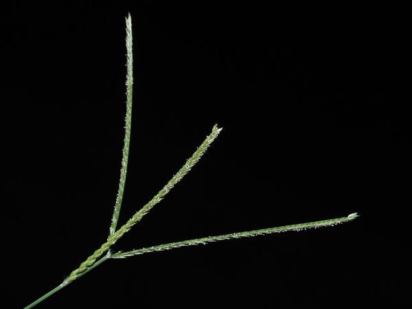 Eleusine indica Inflorescence