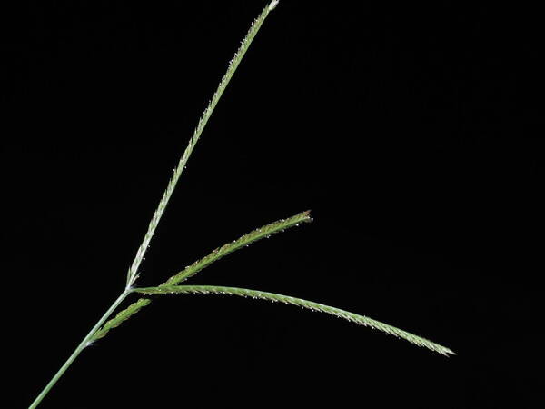 Eleusine indica Inflorescence