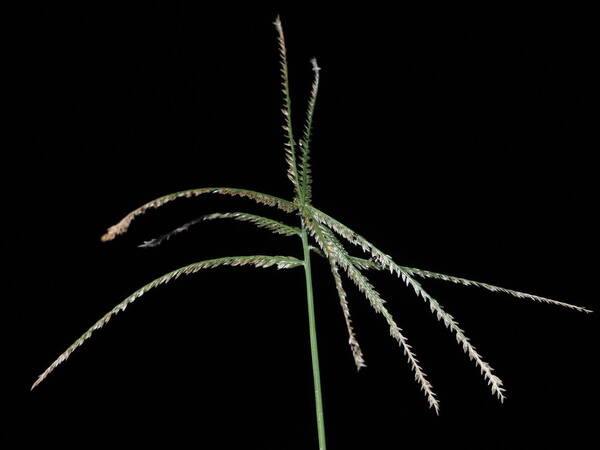 Eleusine indica Inflorescence