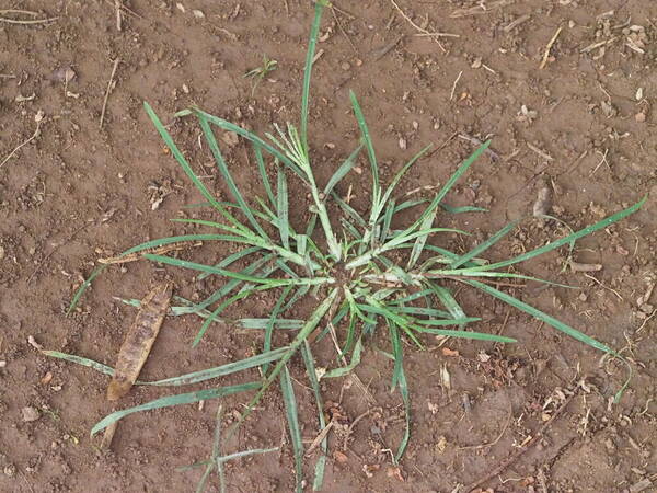 Eleusine indica Plant