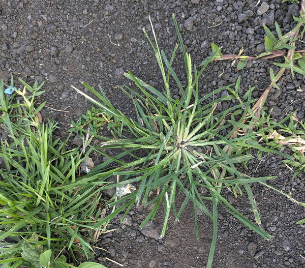 Eleusine indica Plant