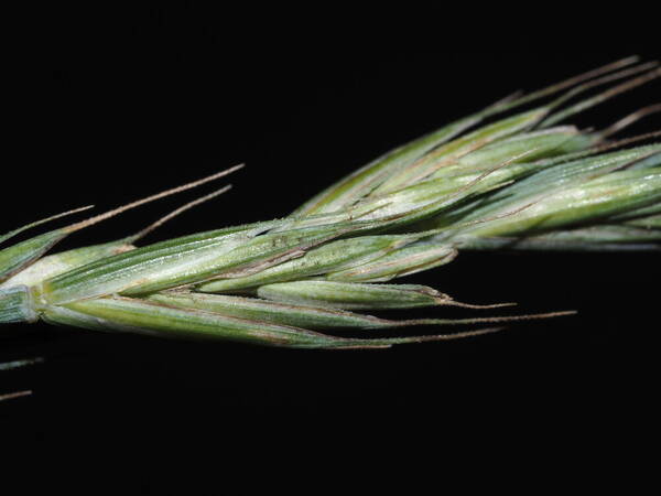 Elymus repens Spikelets