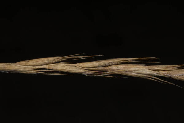 Elymus repens Spikelets