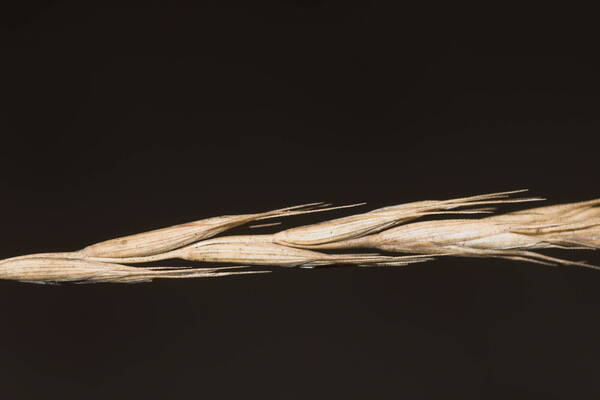 Elymus repens Spikelets