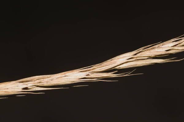 Elymus repens Spikelets