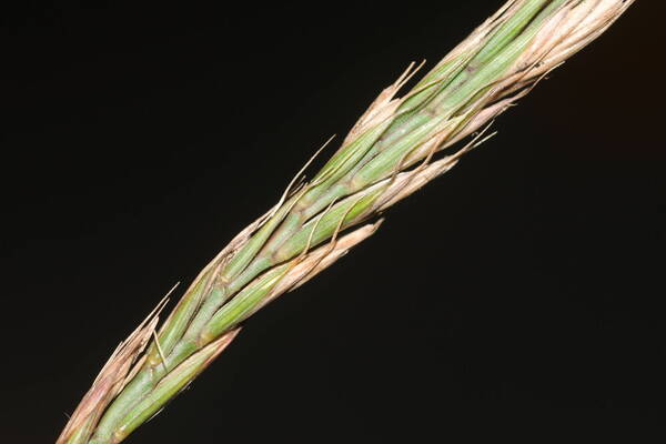 Elymus repens Spikelets