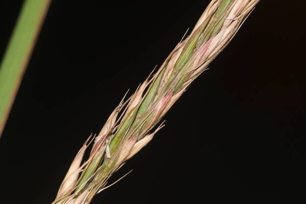 Elymus repens Spikelets