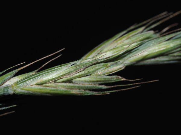 Elymus repens Spikelets