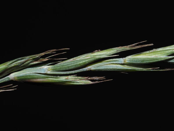 Elymus repens Spikelets