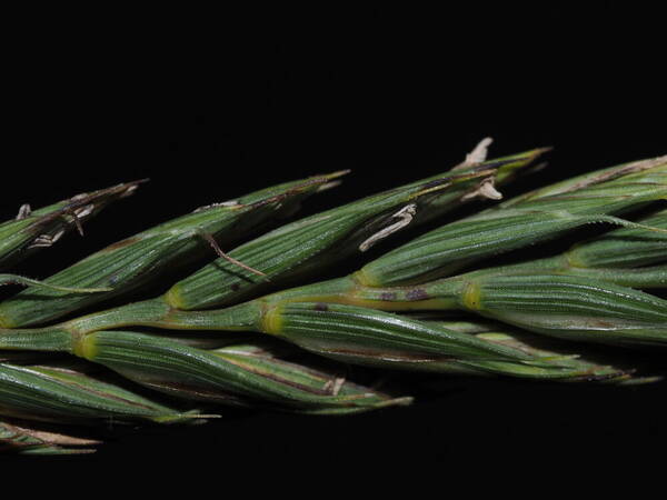 Elymus repens Spikelets