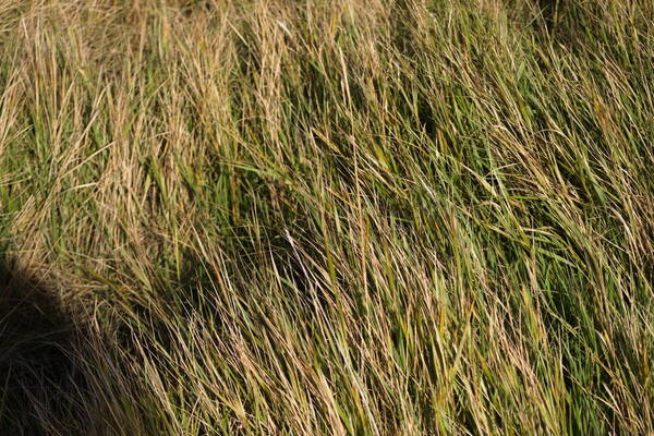 Elymus repens Habit