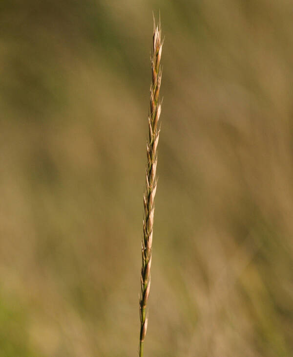 Elymus repens Inflorescence