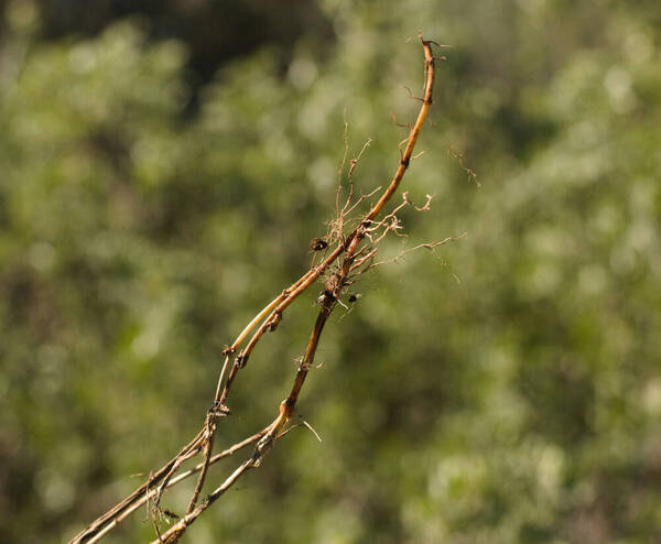 Elymus repens Rhizomes