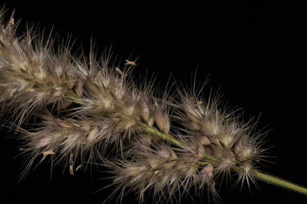 Enneapogon cenchroides Spikelets