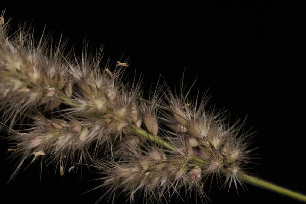 Enneapogon cenchroides Spikelets