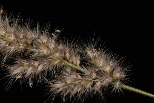 Enneapogon cenchroides Spikelets