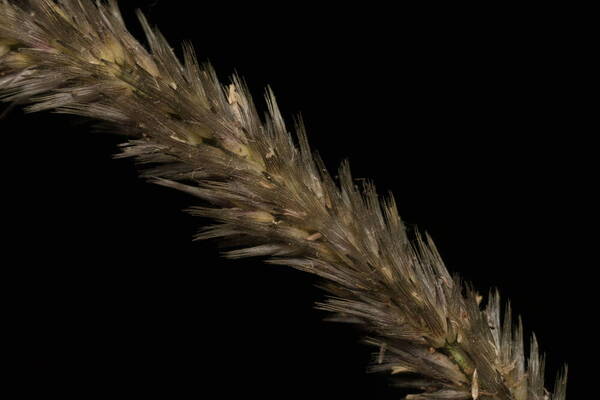 Enneapogon cenchroides Spikelets